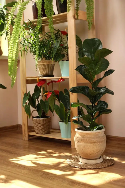 The Benefits of Green Plants in Home Décor for Health and Well-being