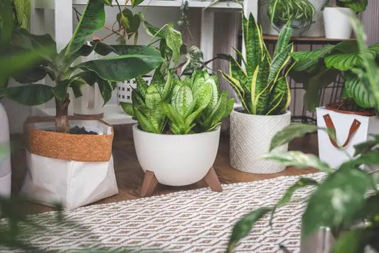 Nurturing a Green Haven: Essential Tips for Indoor Plants and Home Flowers